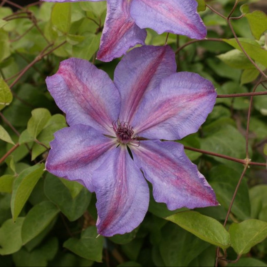 Bilde av Clematis 'Minister'-Spanne Plantesalg