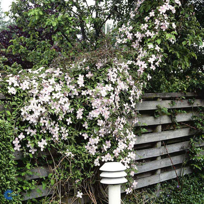 Bilde av Clematis mon. Rubens-Spanne Plantesalg
