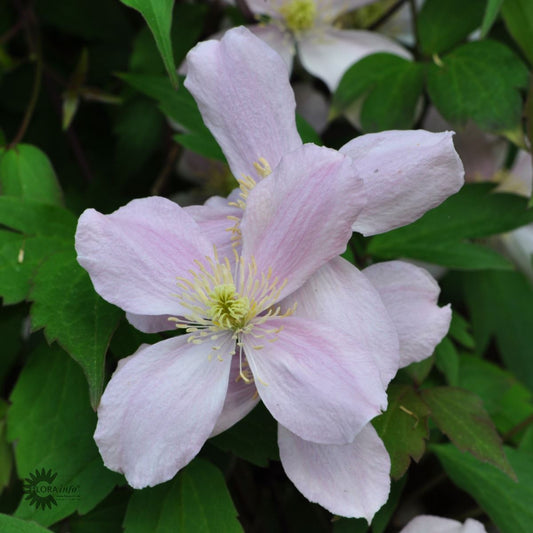 Bilde av Clematis mon. Rubens-Spanne Plantesalg