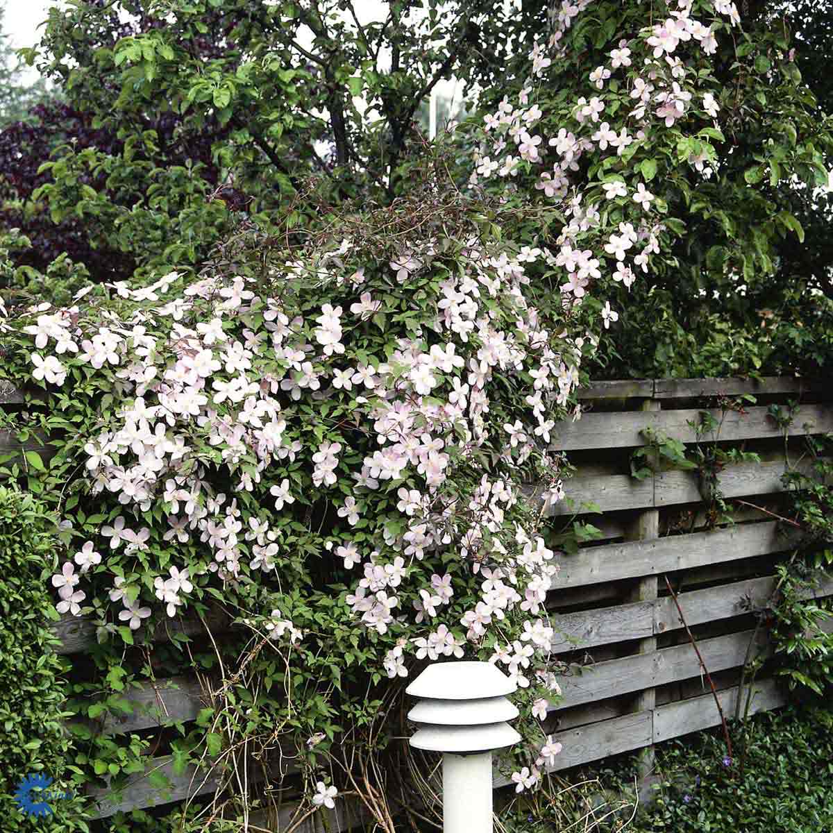 Bilde av Clematis mon. Rubens-Spanne Plantesalg