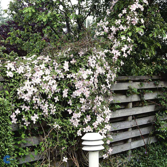 Bilde av Clematis mon. Rubens-Spanne Plantesalg