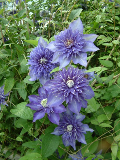 Bilde av Clematis 'Multi Blue'-Spanne Plantesalg