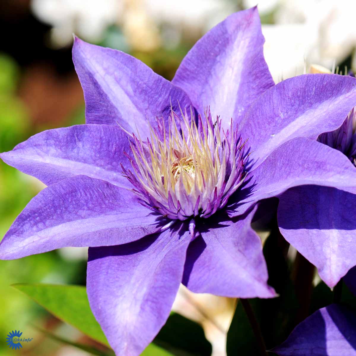 Bilde av Clematis 'Multi Blue'-Spanne Plantesalg