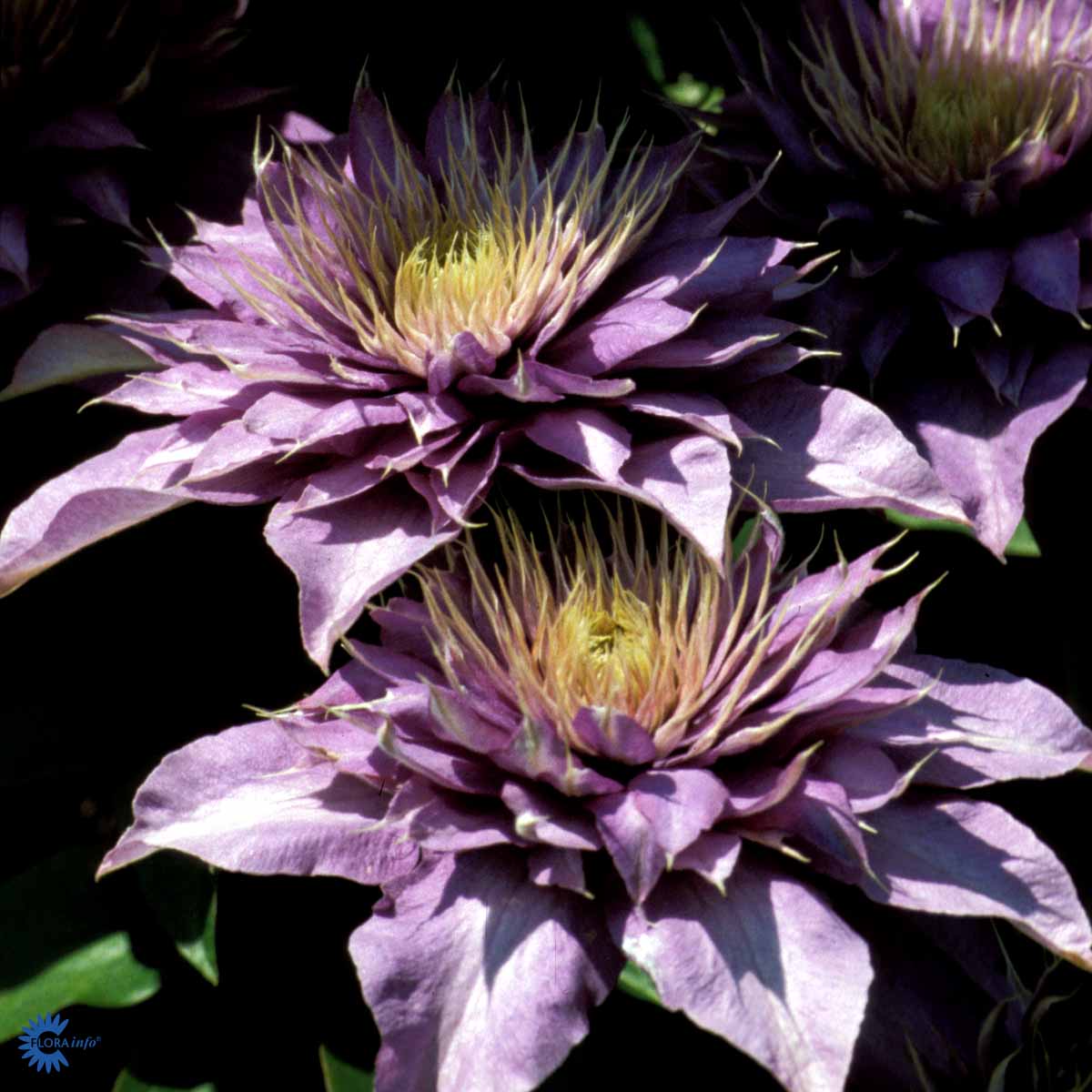 Bilde av CLEMATIS MULTI BLUE-Spanne Plantesalg