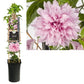Bilde av CLEMATIS MULTI PINK PBR-Spanne Plantesalg