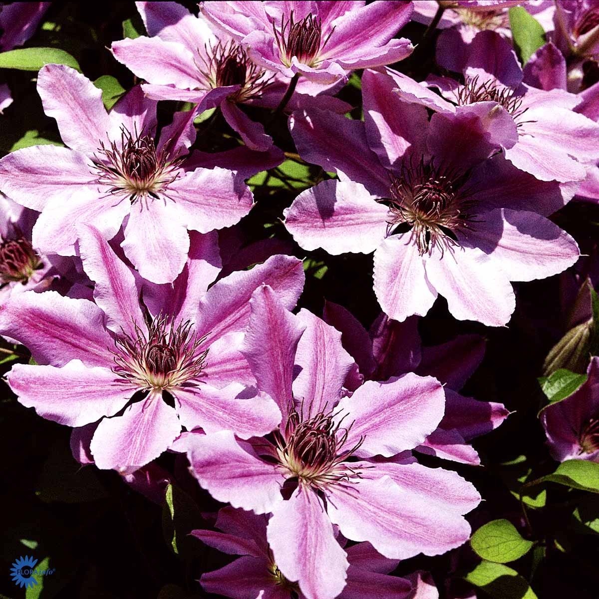 Bilde av CLEMATIS NELLY MOSER-Spanne Plantesalg