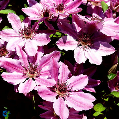 Bilde av CLEMATIS NELLY MOSER-Spanne Plantesalg