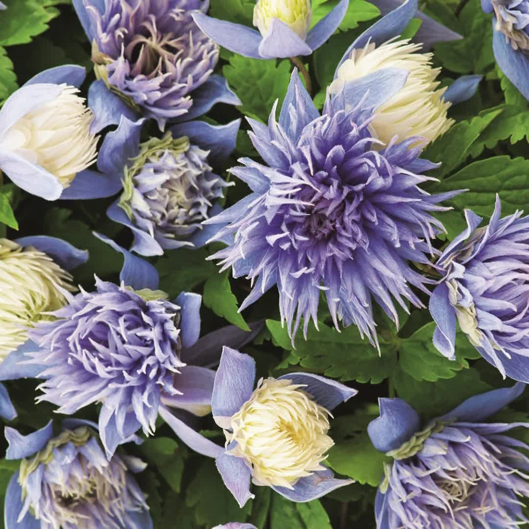 Bilde av Clematis 'Ocean Pearl'-Spanne Plantesalg