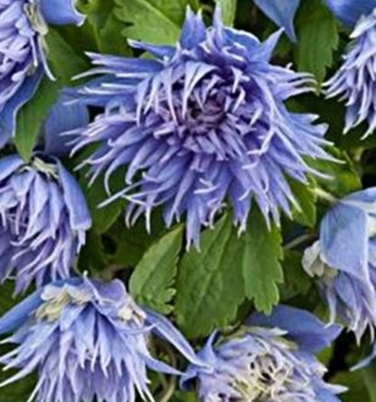 Bilde av Clematis 'Ocean Pearl'-Spanne Plantesalg