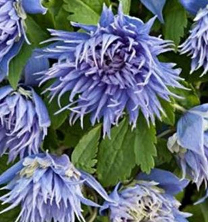 Bilde av Clematis 'Ocean Pearl'-Spanne Plantesalg