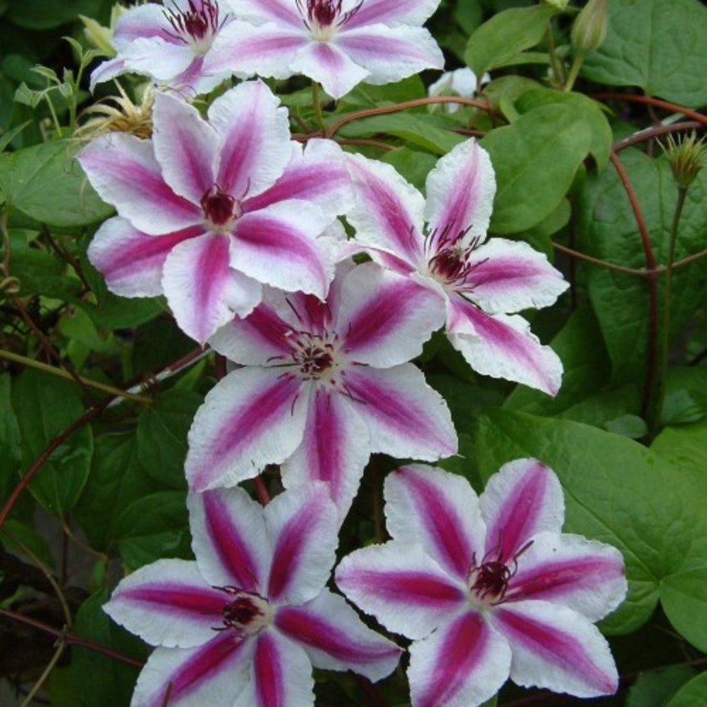 Bilde av Clematis 'Pamina'-Spanne Plantesalg