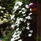 Bilde av Clematis pat. Madame Le Coultre-Spanne Plantesalg