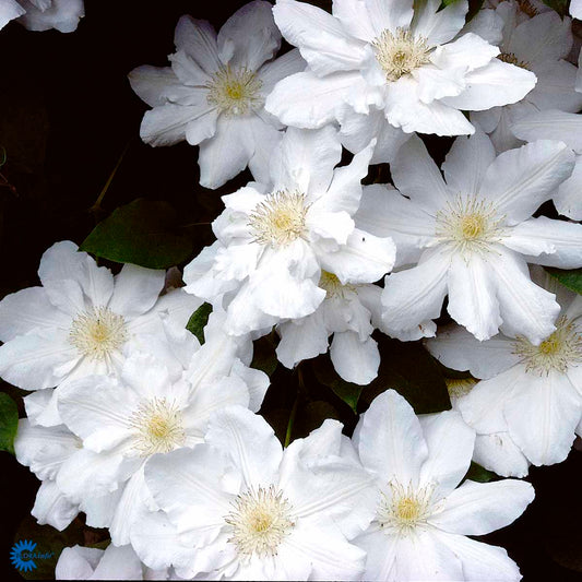 Bilde av Clematis pat. Madame Le Coultre-Spanne Plantesalg