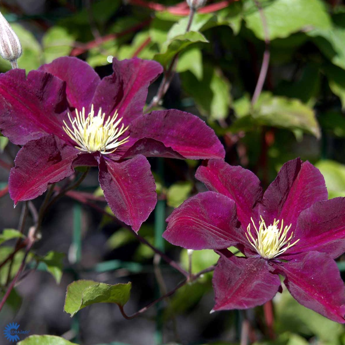 Bilde av CLEMATIS WARSZAWSKA NIKE-Spanne Plantesalg