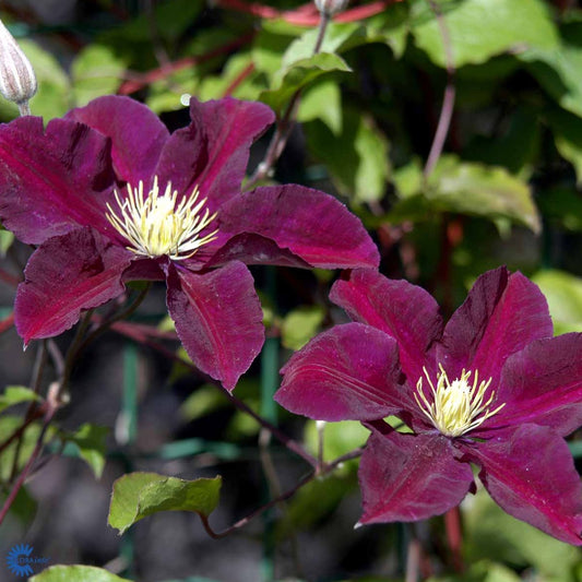 Bilde av CLEMATIS WARSZAWSKA NIKE-Spanne Plantesalg