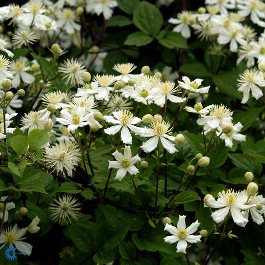 Bilde av CLEMATIS PAUL FARGES-Spanne Plantesalg