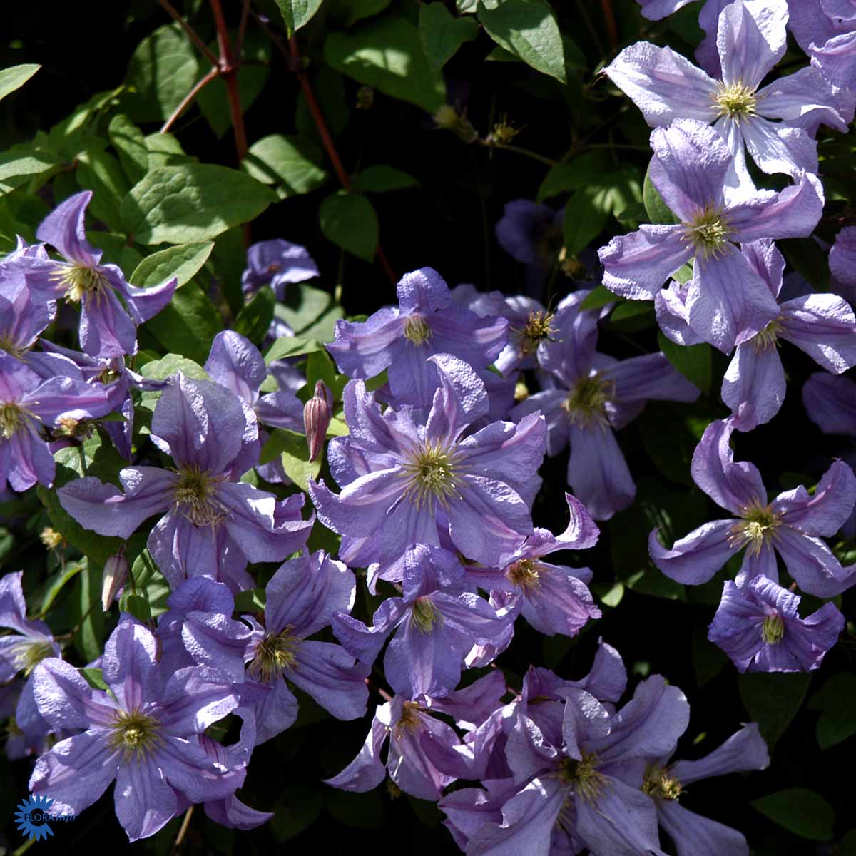 Bilde av Clematis 'Prince Charles'-Spanne Plantesalg
