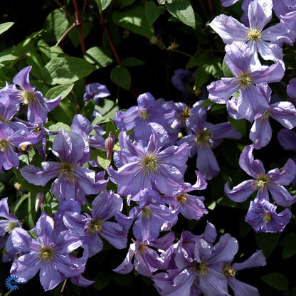 Bilde av Clematis 'Prince Charles'-Spanne Plantesalg