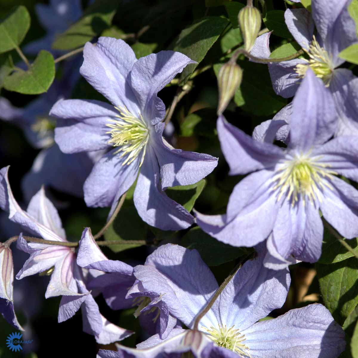 Bilde av Clematis 'Prince Charles'-Spanne Plantesalg