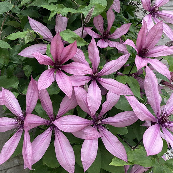 Bilde av Clematis 'Princess Arabelle'-Spanne Plantesalg