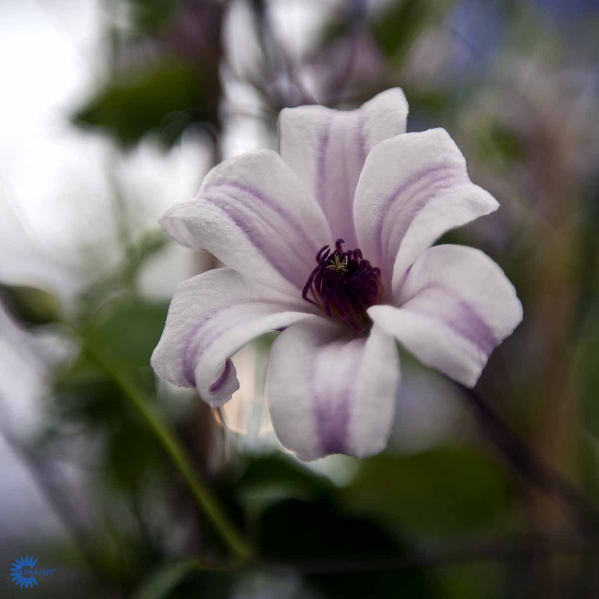 Bilde av Clematis Princess Kate-Spanne Plantesalg