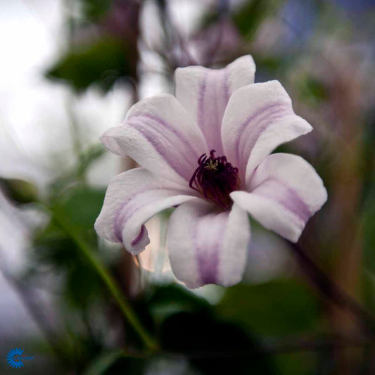 Bilde av Clematis Princess Kate-Spanne Plantesalg