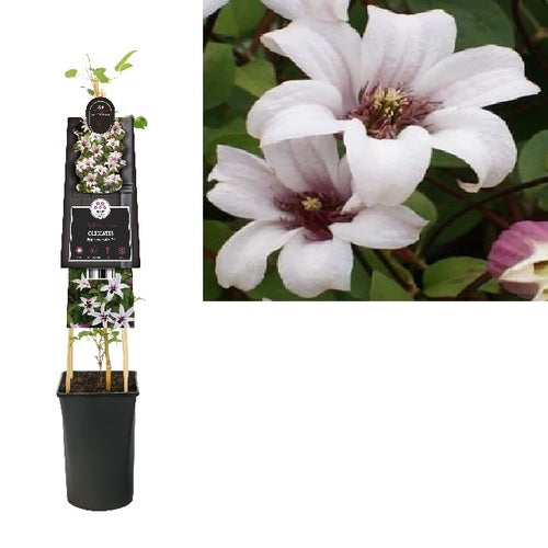 Bilde av CLEMATIS PRINCESS KATE-Spanne Plantesalg