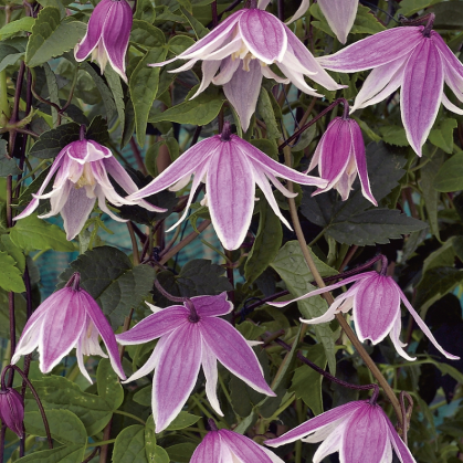 Bilde av Clematis 'Propertius' E-Spanne Plantesalg
