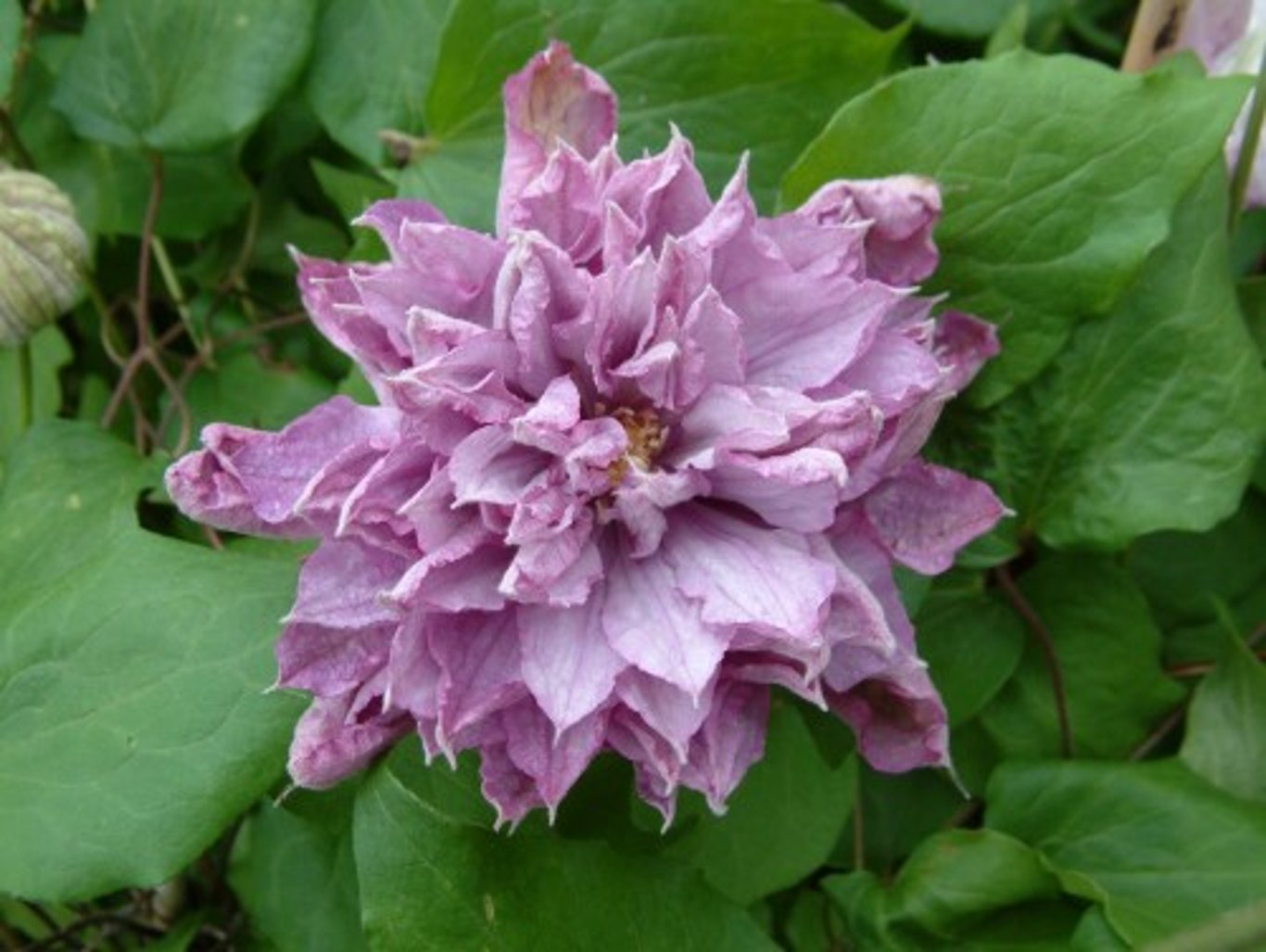 Bilde av Clematis 'Proteus'-Spanne Plantesalg