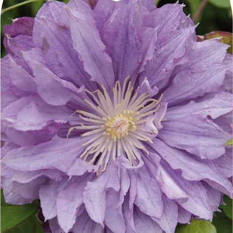 Bilde av Clematis 'Proteus'-Spanne Plantesalg