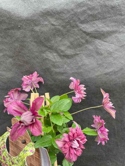 Bilde av Clematis 'Purp. Pl. Elegans'-Spanne Plantesalg