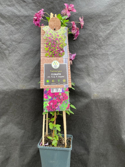 Bilde av Clematis 'Purp. Pl. Elegans'-Spanne Plantesalg