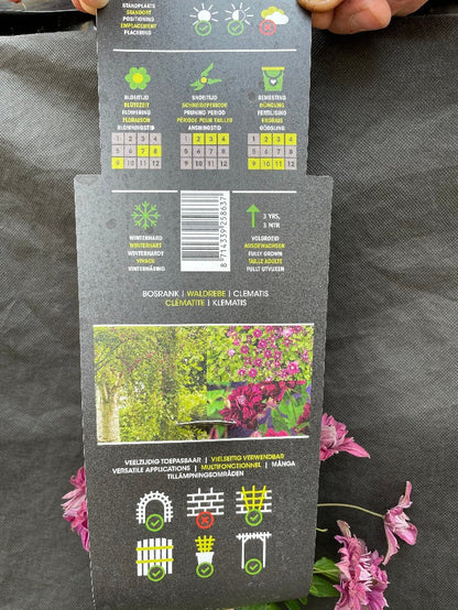 Bilde av Clematis 'Purp. Pl. Elegans'-Spanne Plantesalg