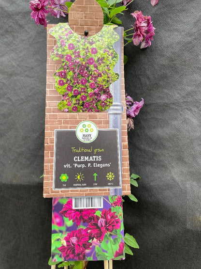 Bilde av Clematis 'Purp. Pl. Elegans'-Spanne Plantesalg