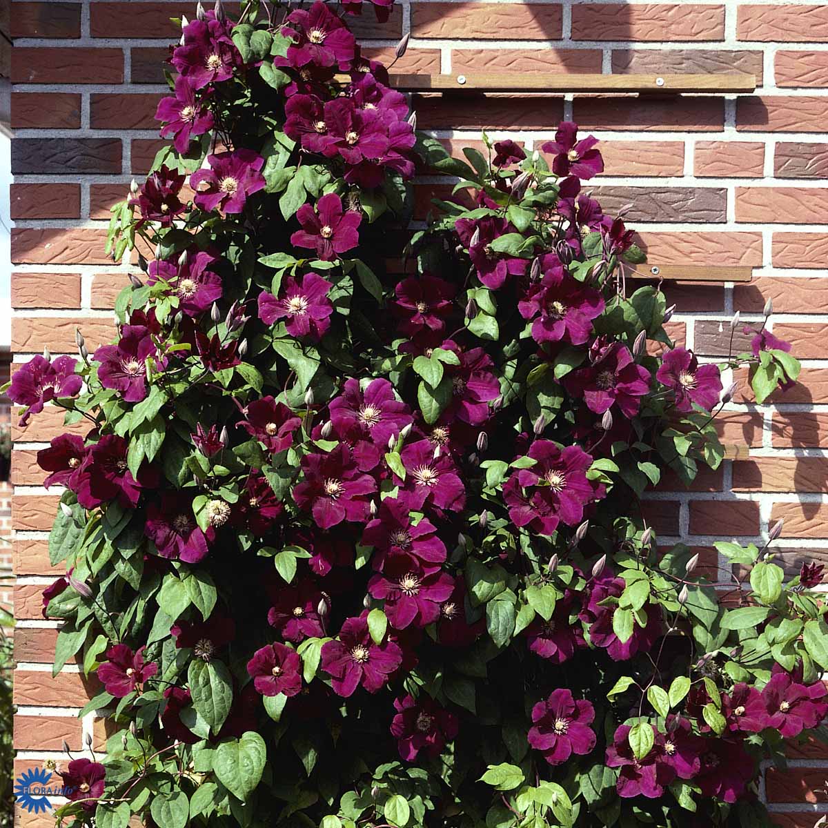 Bilde av Clematis 'Rouge Cardinal'-Spanne Plantesalg