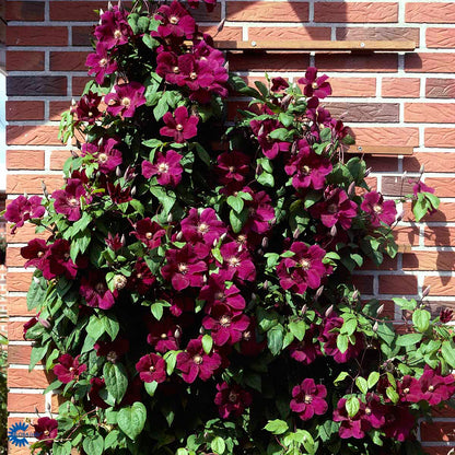 Bilde av Clematis 'Rouge Cardinal'-Spanne Plantesalg