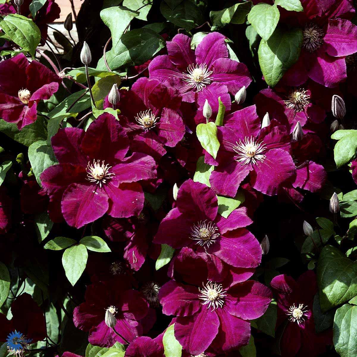 Bilde av Clematis 'Rouge Cardinal'-Spanne Plantesalg
