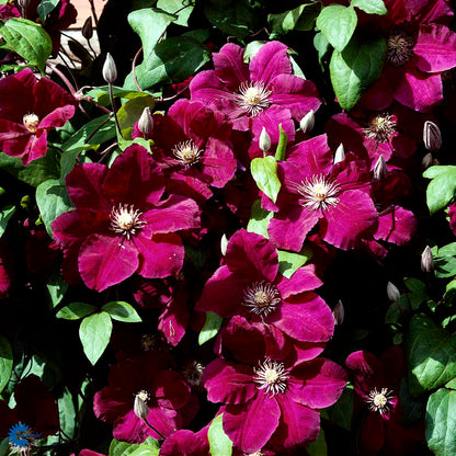 Bilde av Clematis 'Rouge Cardinal'-Spanne Plantesalg