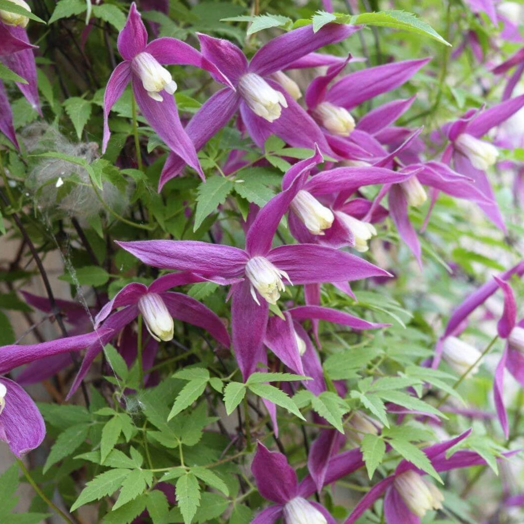 Bilde av Clematis atr. Ruby-Spanne Plantesalg