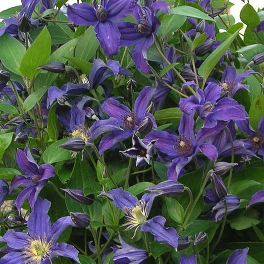 Bilde av Clematis Saphyra Violetta-Spanne Plantesalg