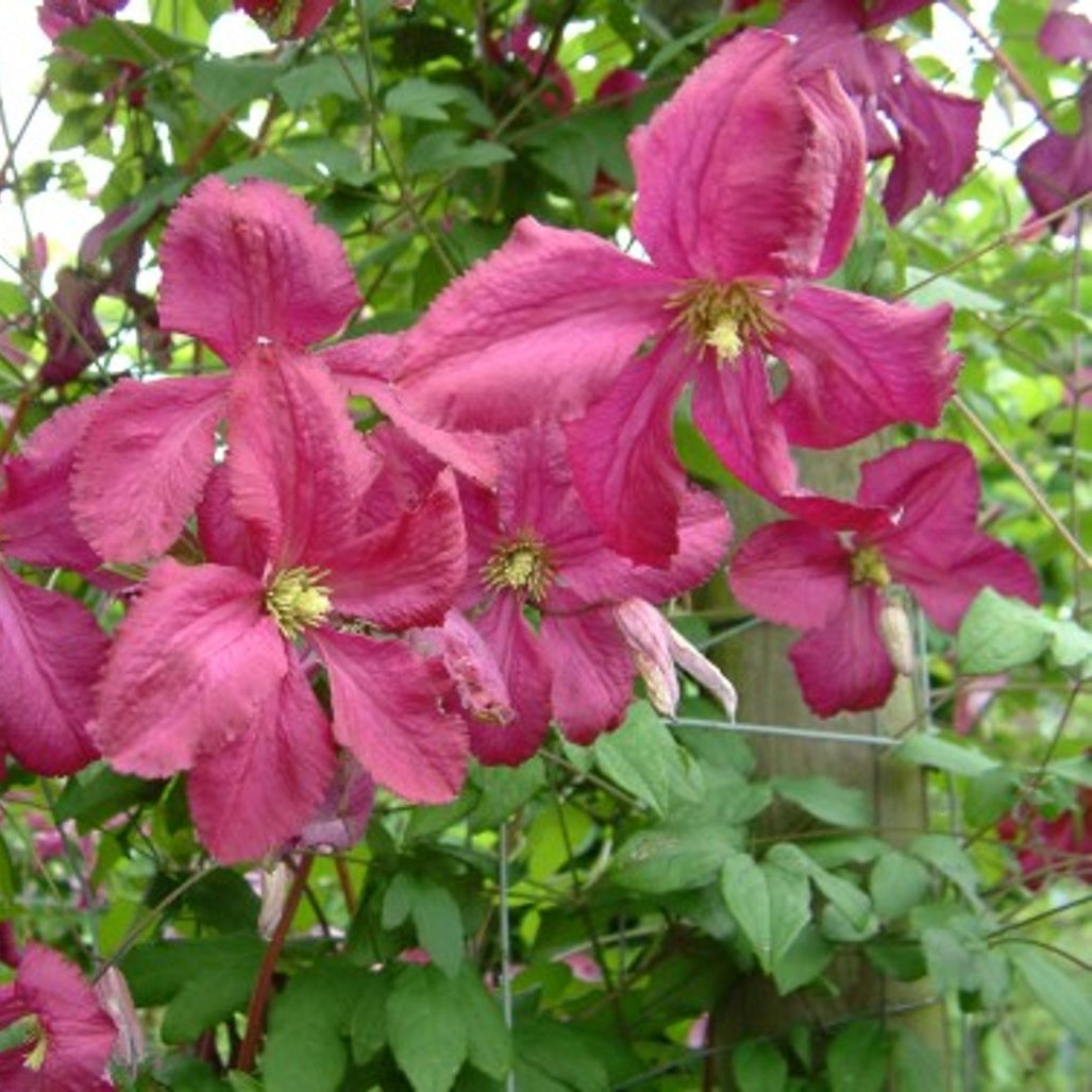 Bilde av Clematis 'Södertälje'-Spanne Plantesalg