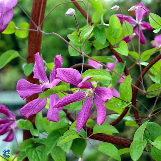 Bilde av Clematis 'Södertälje'-Spanne Plantesalg