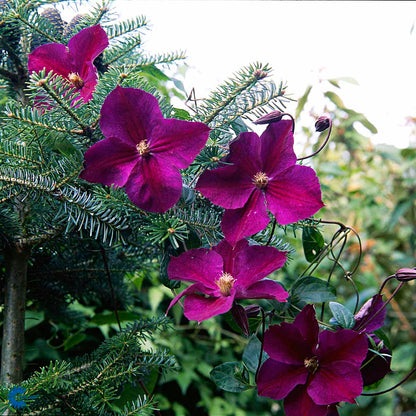 Bilde av Clematis 'Star of India'-Spanne Plantesalg