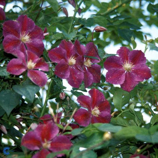 Bilde av Clematis 'Star of India'-Spanne Plantesalg