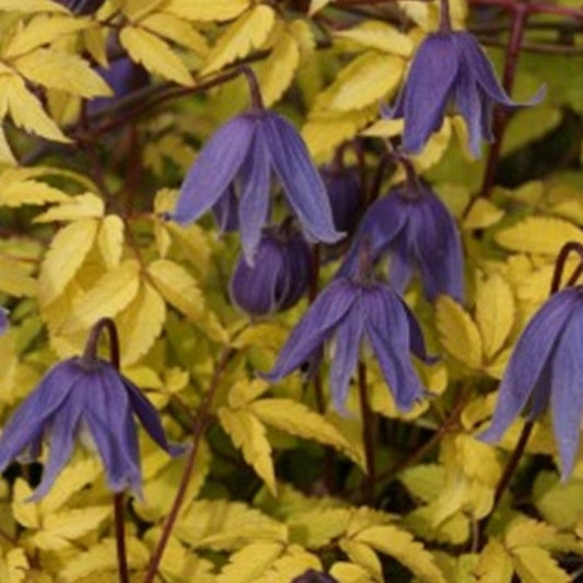 Bilde av Clematis 'Stolwijk Gold'-Spanne Plantesalg
