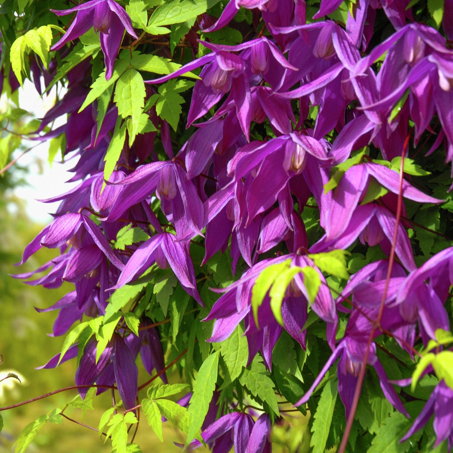 Bilde av Clematis 'Tage Lundell' E-Spanne Plantesalg