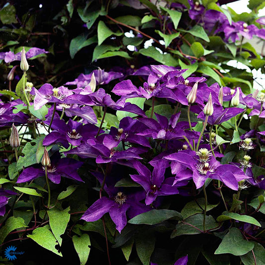 Bilde av Clematis pat. The President-Spanne Plantesalg