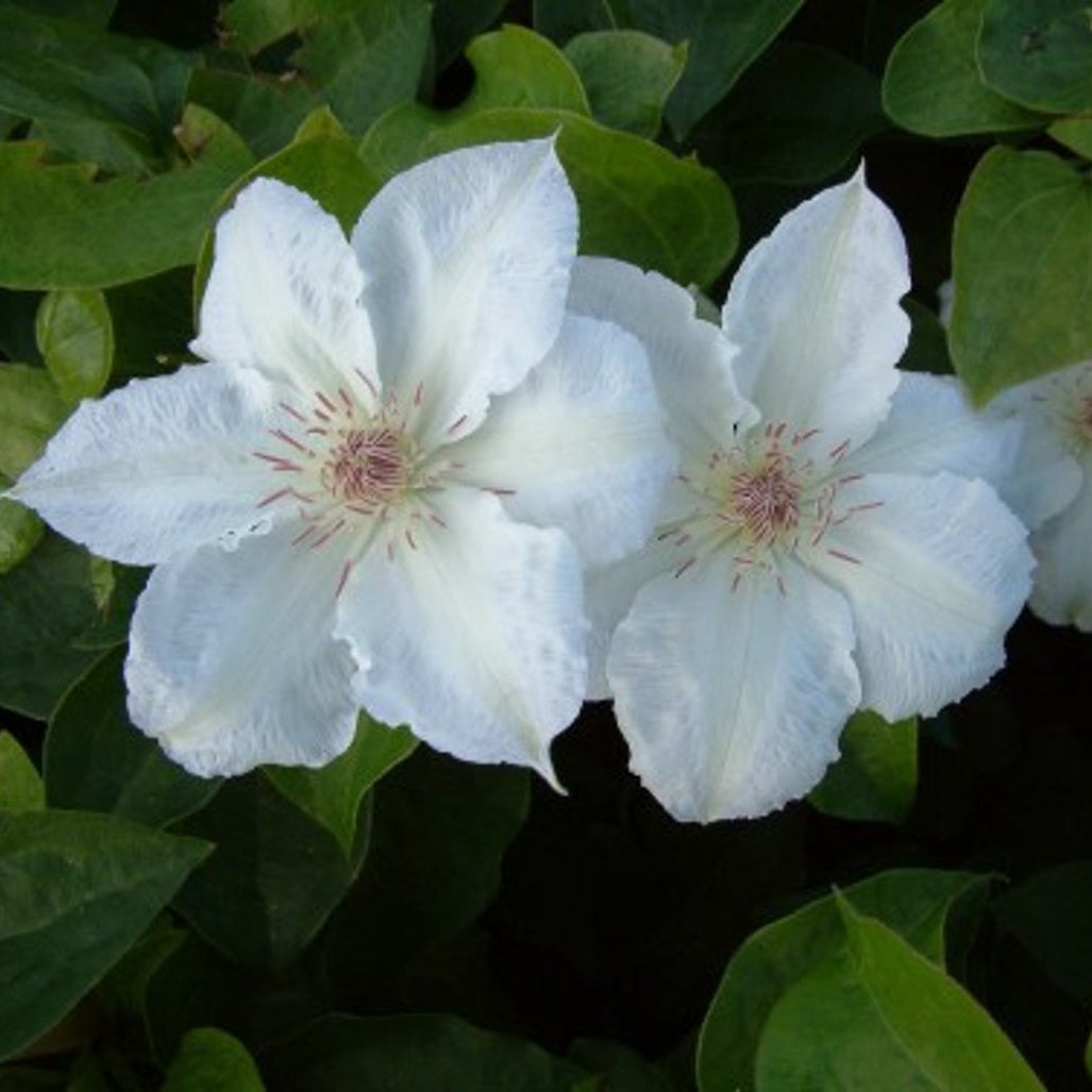 Bilde av Clematis 'Valge Daam'-Spanne Plantesalg