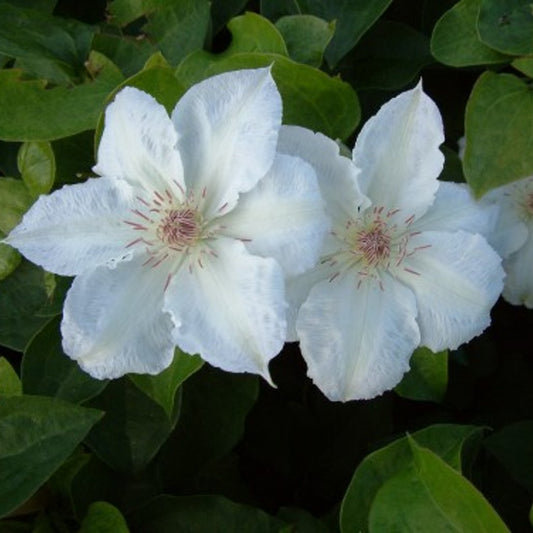 Bilde av Clematis 'Valge Daam'-Spanne Plantesalg