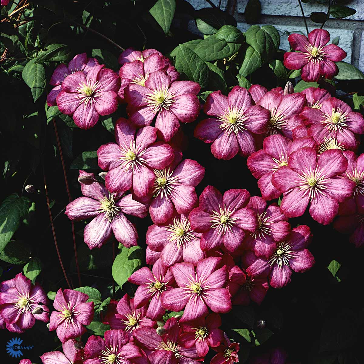 Bilde av Clematis 'Ville de Lyon'-Spanne Plantesalg